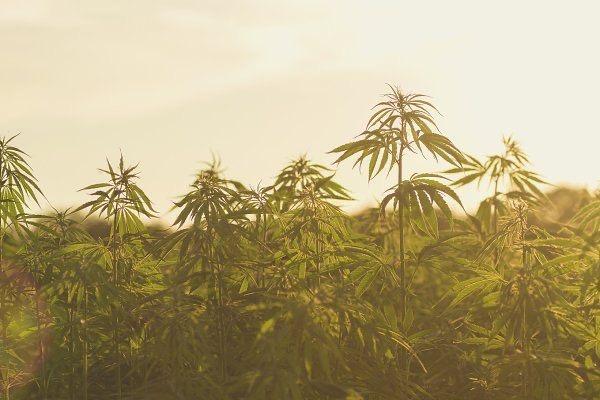 Happily Hemp